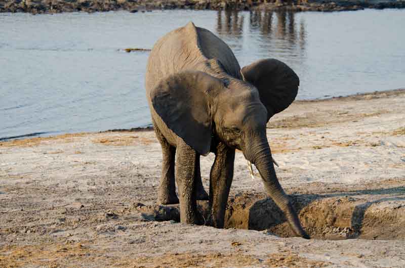 22 - Botswana - elefante - parque nacional de Chobe